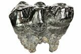 Gomphotherium (Mastodon Relative) Molar - Georgia #74439-3